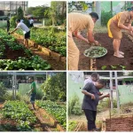Saat Pekarangan Kantor Dinas Pertanian NTT Menghasilkan Sayuran dan Nilai Ekonomi
