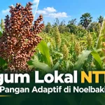 Sorgum Lokal NTT Tumbuh di Lahan Petani Noelbaki, Potensi Pangan Adaptif untuk Lahan Kering