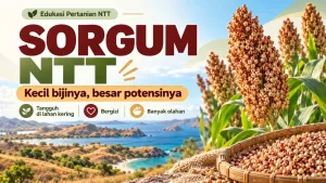 Sorgum NTT: Biji Kecil dengan Potensi Besar untuk Pangan dan Lahan Kering