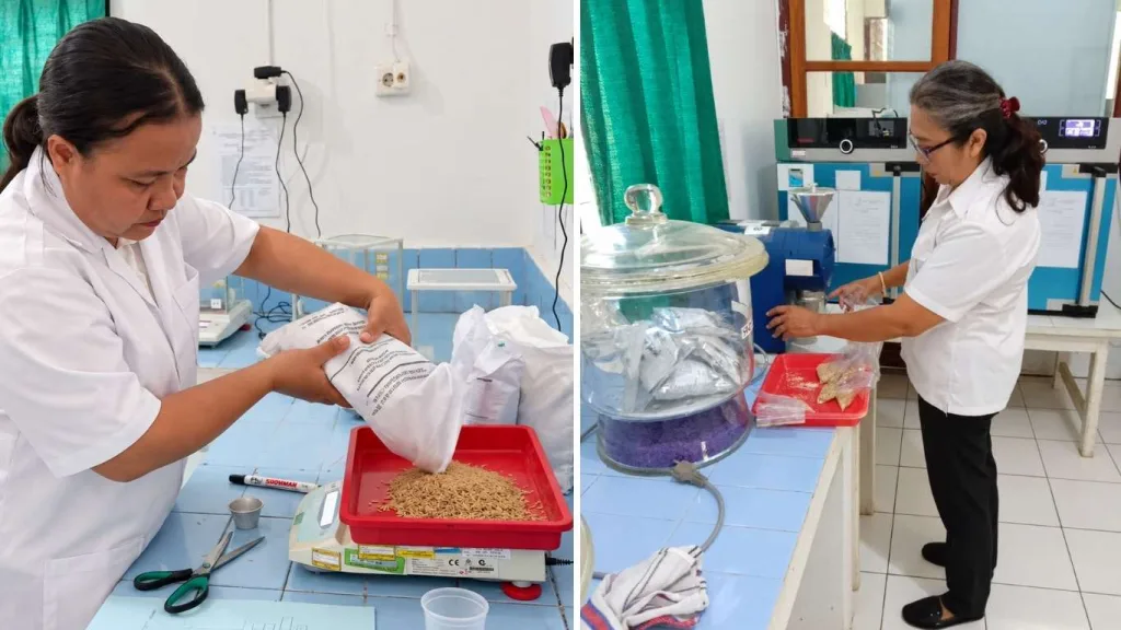 Uji Mutu Benih Padi Ciherang Kelas BR, Pastikan Kualitas Benih Sesuai Standar