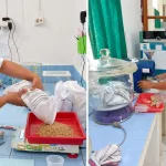 Uji Mutu Benih Padi Ciherang Kelas BR, Pastikan Kualitas Benih Sesuai Standar