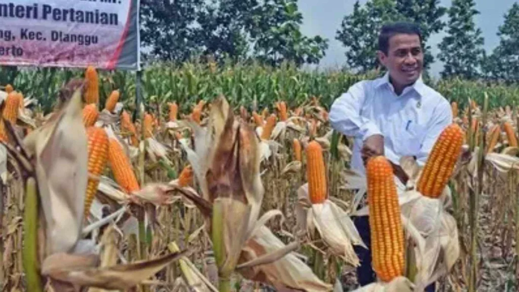 Antisipasi Bulan Kritis, Mentan Minta BULOG Jaga Stok Jagung 250 Ribu Ton