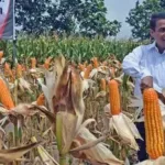 Antisipasi Bulan Kritis, Mentan Minta BULOG Jaga Stok Jagung 250 Ribu Ton