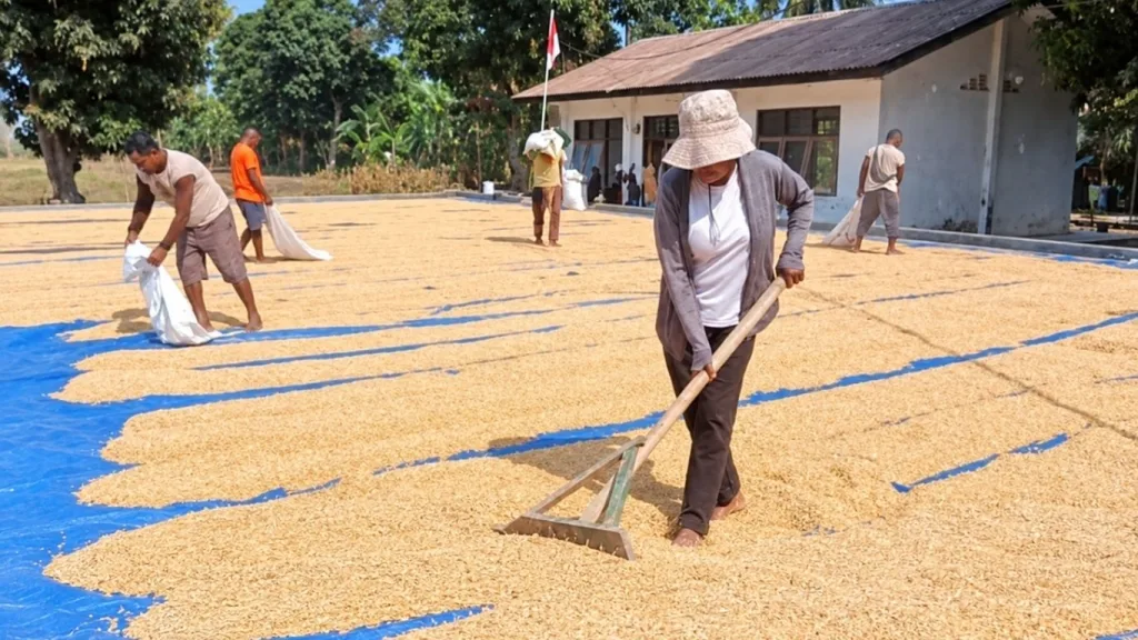 BBI Tarus Laksanakan Penjemuran dan Pengemasan Benih Jagung, Tata Lingkungan Gudang