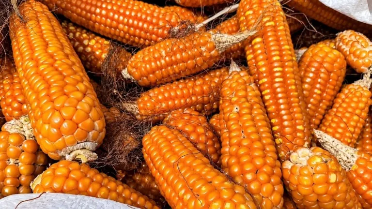 BBI Tarus Panen Jagung Hibrida R118, Perkuat Produksi Benih Tanaman Pangan