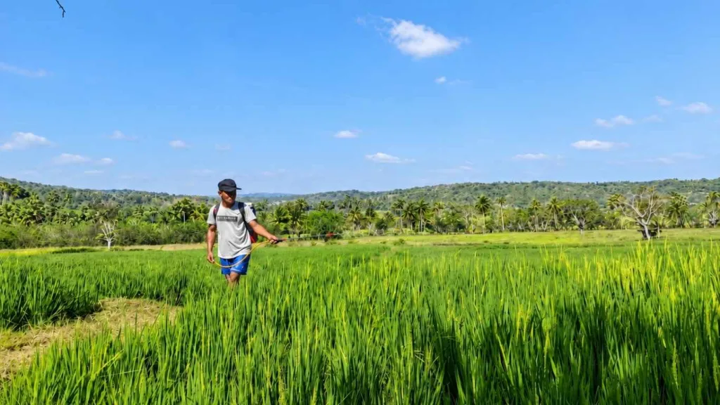 BBU Buisan Perkuat Perbanyakan Benih Padi Melalui Pemeliharaan Terpadu