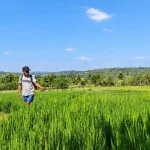 BBU Buisan Perkuat Perbanyakan Benih Padi Melalui Pemeliharaan Terpadu
