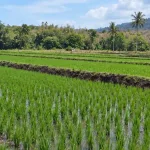 BBU Ogi Ngada Lakukan Penyiangan Gulma untuk Jaga Kualitas Benih Padi