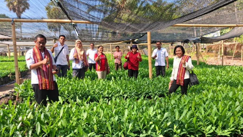 BRMP NTT dan UPTD PSB TPHP Pantau Benih Perkebunan Kopi, Kakao, Pala, dan Jambu Mete di Sikka