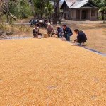 BULOG Ruteng Targetkan Penyerapan 50–100 Ton Jagung Petani Manggarai Timur