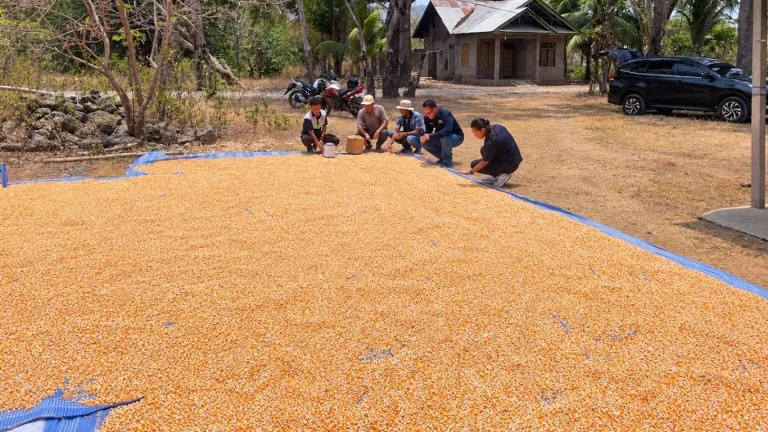 BULOG Ruteng Targetkan Penyerapan 50–100 Ton Jagung Petani Manggarai Timur