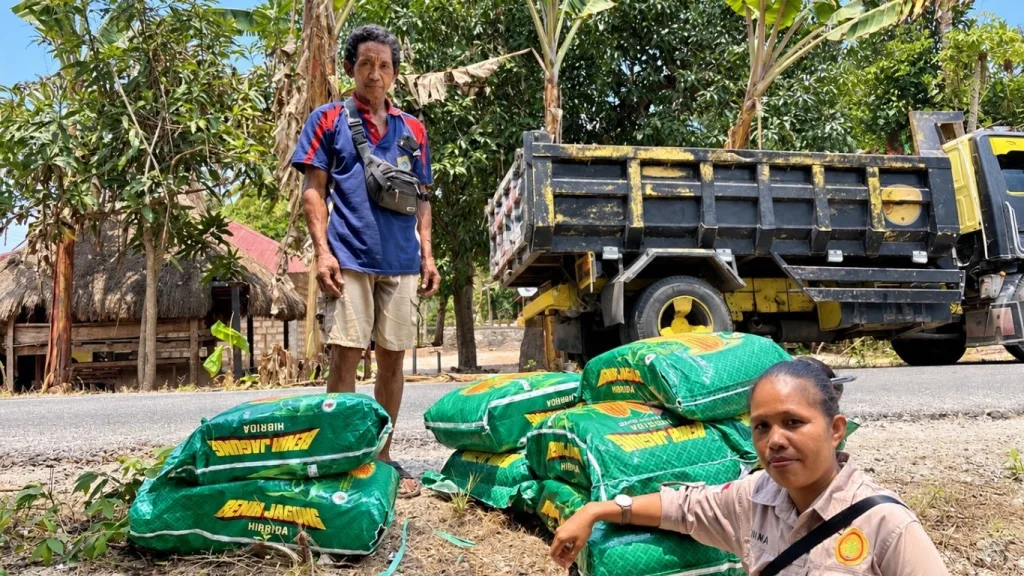 Bantuan Benih Jagung Hibrida Jafran 8 Disalurkan Bertahap untuk 5.000 Hektare di Sumba Barat Daya