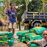 Bantuan Benih Jagung Hibrida Jafran 8 Disalurkan Bertahap untuk 5.000 Hektare di Sumba Barat Daya