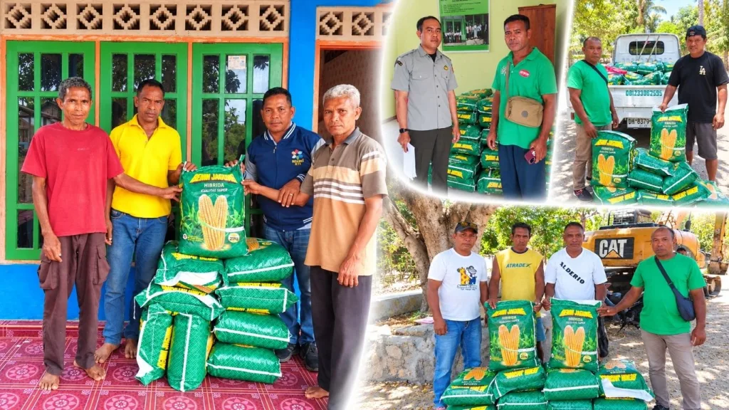 Benih Jagung Jafran 1 Disalurkan Bertahap, Petani Kabupaten Kupang Bersiap Hadapi Musim Tanam