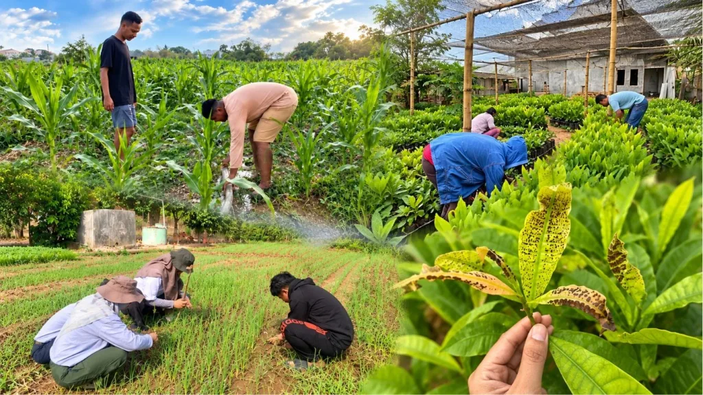 CPNS Dinas Pertanian NTT melakukan praktik pengairan tanaman jagung hibrida di Demplot Gelar Teknologi Oepura, Kota Kupang.