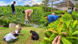 Dari Jagung hingga Jambu Mete, CPNS Dinas Pertanian NTT Belajar Langsung di Lapangan