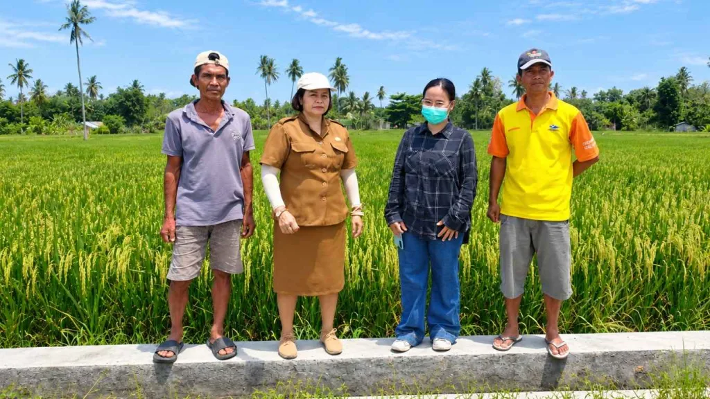 Monitoring kegiatan Mandiri Benih Tanaman Pangan varietas Ciherang seluas 10 hektare di Desa Mutunggedi, Kabupaten Sumba Timur, NTT.