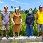 Monitoring kegiatan Mandiri Benih Tanaman Pangan varietas Ciherang seluas 10 hektare di Desa Mutunggedi, Kabupaten Sumba Timur, NTT.