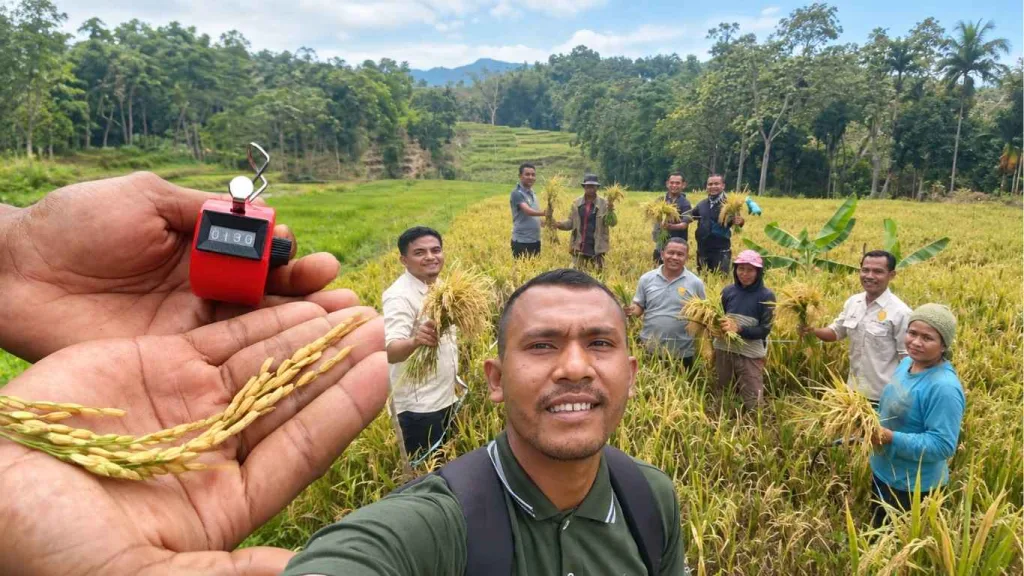 Gerakan panen padi Cakrabuana Agritan di Kelompok Tani Wela Wangkung, Desa Sita, Kecamatan Rana Mese, Manggarai Timur.