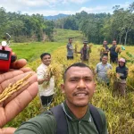 Gerakan panen padi Cakrabuana Agritan di Kelompok Tani Wela Wangkung, Desa Sita, Kecamatan Rana Mese, Manggarai Timur.
