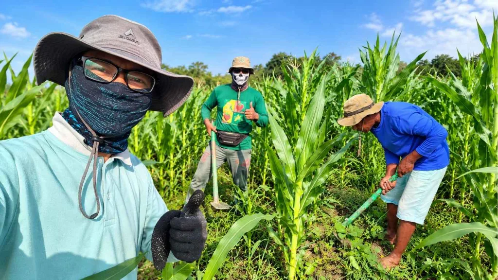 Jelang Panen Desember, Dinas Pertanian NTT Intensifkan Pemeliharaan Jagung Hibrida di Oepura