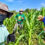 Jelang Panen Desember, Dinas Pertanian NTT Intensifkan Pemeliharaan Jagung Hibrida di Oepura