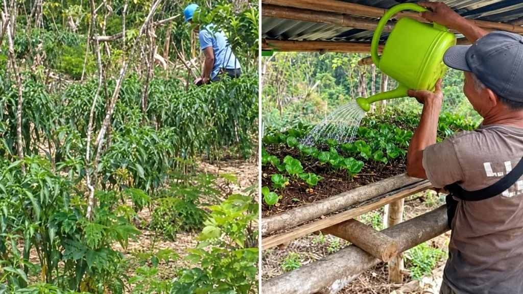 Kebun Dinas Pinis Rawat Cabai dan Bibit Kopi Arabika di Manggarai Timur