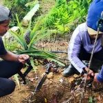 Kebun Dinas Roe Siapkan Irigasi Tetes, Dorong Efisiensi Pengairan pada Pengembangan Kopi