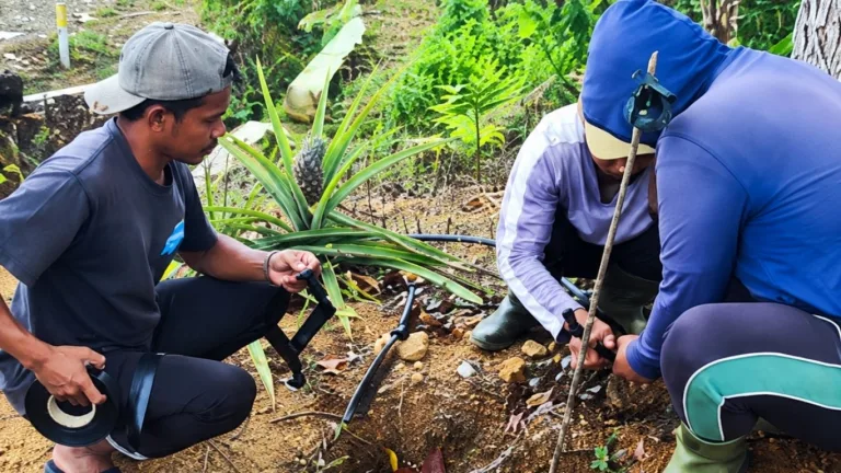 Kebun Dinas Roe Siapkan Irigasi Tetes, Dorong Efisiensi Pengairan pada Pengembangan Kopi
