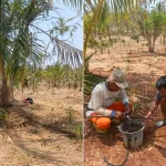 Kebun Induk Kelapa Tilong Perkuat Pemeliharaan Tanaman dan Pemanfaatan Hasil Kebun