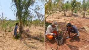 Kebun Induk Kelapa Tilong Perkuat Pemeliharaan Tanaman dan Pemanfaatan Hasil Kebun