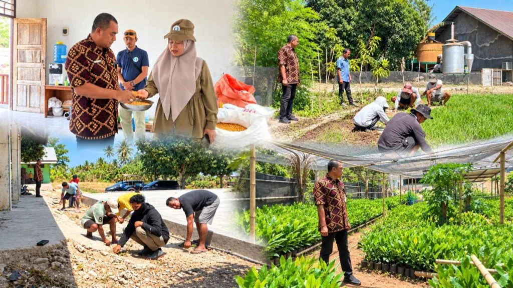 Kepala Dinas Pertanian NTT Pantau Benih Jagung Hibrida, Bawang Merah, dan Jambu Mete