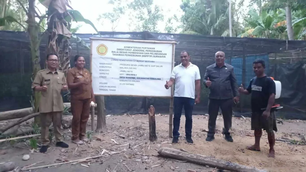 Kepala Dinas Pertanian NTT Pantau Pembibitan Jambu Mete MPF 1 di Kabupaten Malaka