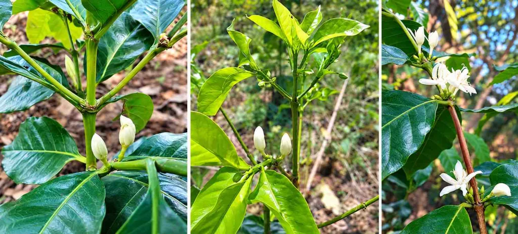 Kuncup Bunga Arabika di Kebun Dinas Detubapa Ende
