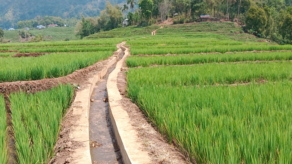 Monitoring Lahan Oplah di Manggarai Barat, Hamparan Padi Desa Ranggu Tumbuh Menghijau