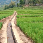 Monitoring Lahan Oplah di Manggarai Barat, Hamparan Padi Desa Ranggu Tumbuh Menghijau