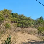 NTT Siapkan Pengembangan Jagung untuk Bioetanol di Tiga Kabupaten, Kualin Petakan 100 Hektare Lahan Baru