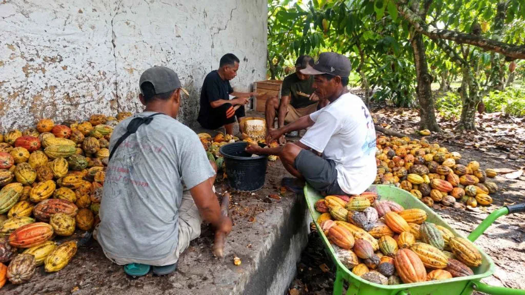 Panen Kakao di Kebun Dinas Waikadada, Hasil Langsung Ditangani Menuju Tahap Pascapanen