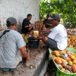 Panen Kakao di Kebun Dinas Waikadada, Hasil Langsung Ditangani Menuju Tahap Pascapanen
