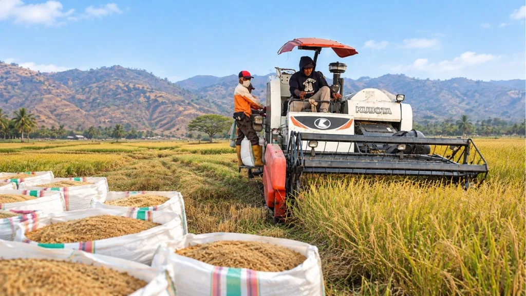 Panen padi varietas Ciherang menggunakan combine harvester pada kegiatan Mandiri Benih Tanaman Pangan di Magepanda, Kabupaten Sikka, NTT.
