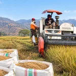 Panen padi varietas Ciherang menggunakan combine harvester pada kegiatan Mandiri Benih Tanaman Pangan di Magepanda, Kabupaten Sikka, NTT.