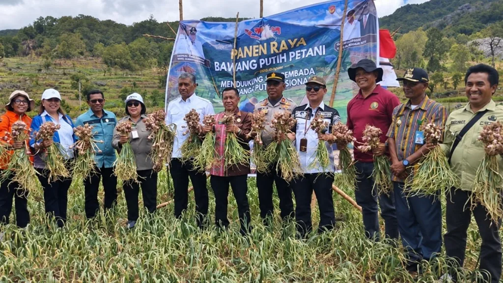 Panen Raya Bawang Putih 30 Hektare di Nenas, Ubinan Tunjukkan 10–12 Ton per Hektare