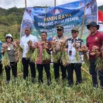 Panen Raya Bawang Putih 30 Hektare di Nenas, Ubinan Tunjukkan 10–12 Ton per Hektare