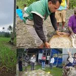 Panen Bawang Putih Eban di TTU, Pemurnian Benih Lokal Libatkan Tiga Kelompok…