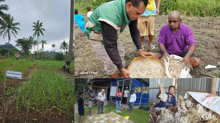 Panen Bawang Putih Eban di TTU, Pemurnian Benih Lokal Libatkan Tiga Kelompok Tani