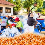 Dari Panen Ke Pascapanen, Jagung R118 Bbi Tarus Masuk Tahap Pemipilan