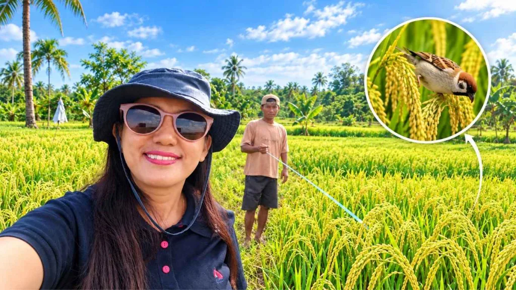 Pengendalian Hama Burung di BBU Buisan Lindungi Pertanaman Benih Padi
