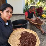 Perawatan Intensif Kebun Dinas Eban di TTU, DistanKP NTT Pelihara Ratusan Tanaman Kopi dan Perkebunan