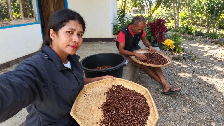 Perawatan Intensif Kebun Dinas Eban di TTU, DistanKP NTT Pelihara Ratusan Tanaman Kopi dan Perkebunan