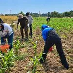 Praktik pemupukan susulan pada Demplot Ke-2 Gelar Teknologi Jagung Hibrida di Oepura Kota Kupang.